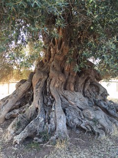 UlivoRuotatoSardegna2